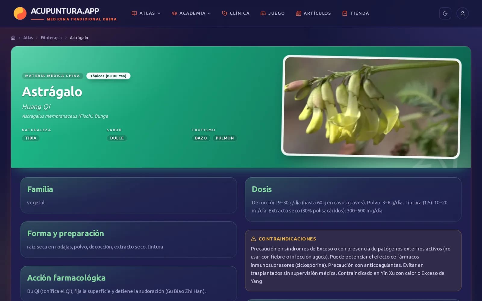 Ficha del Astrágalo (Huang Qi): lámina botánica, naturaleza, sabor, tropismo, dosis, forma de preparación, acción y contraindicaciones.