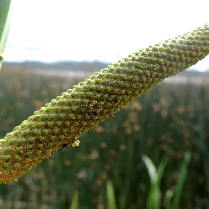 Acoro