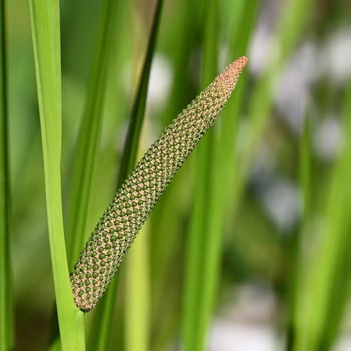 Acoro