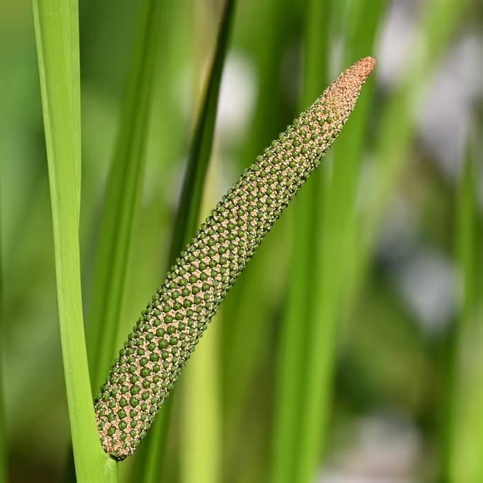 Acoro