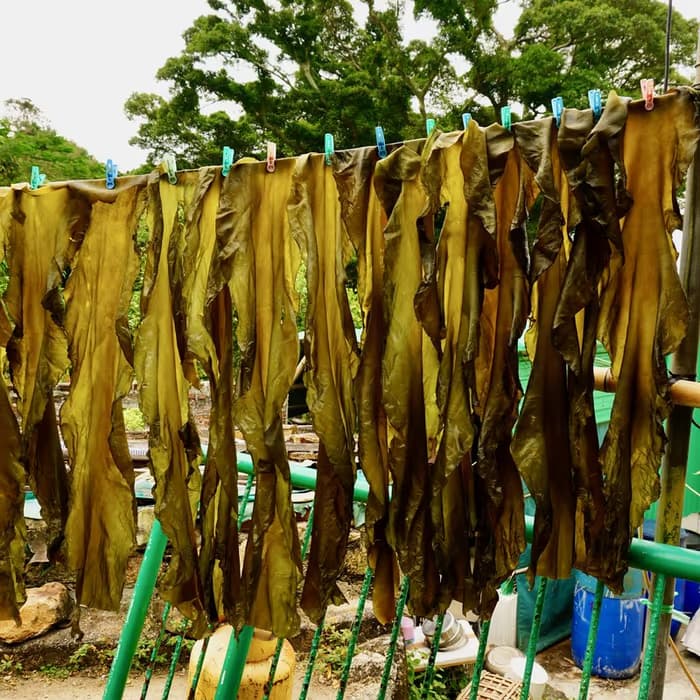 Alga Kun Bu (Laminaria)