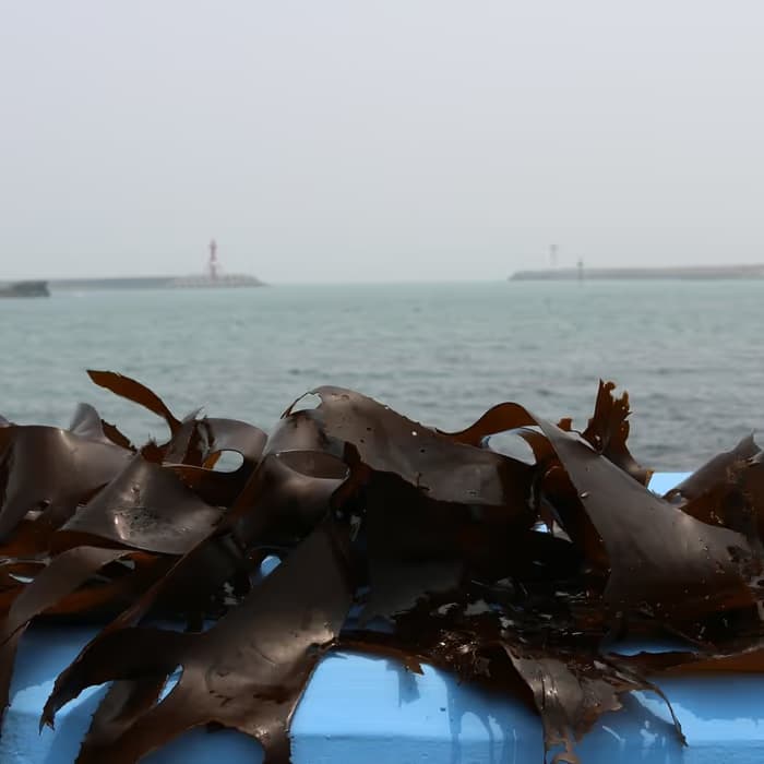 Alga Kun Bu (Laminaria)
