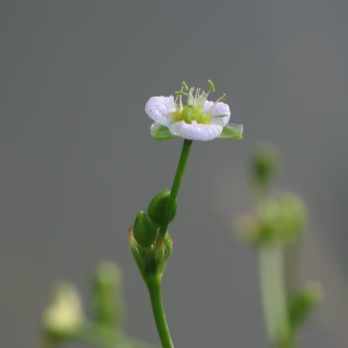 Alisma