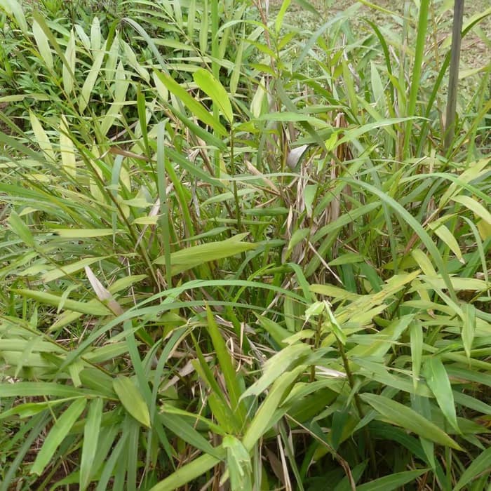 Amomo (cardamomo chino)