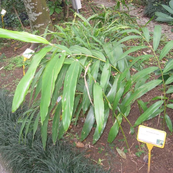 Amomo (cardamomo chino)