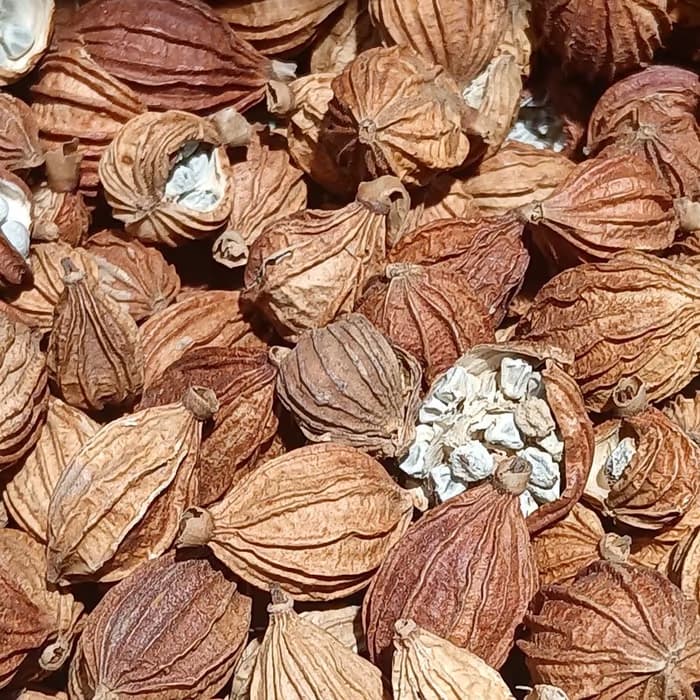Amomo (cardamomo chino)
