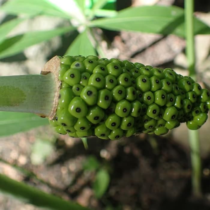 Arisema (rizoma procesado)