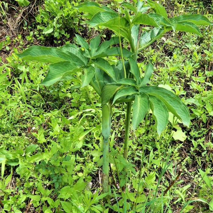Arisema (rizoma procesado)