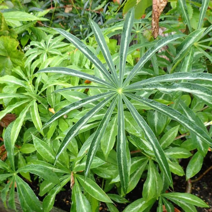 Arisema (rizoma procesado)