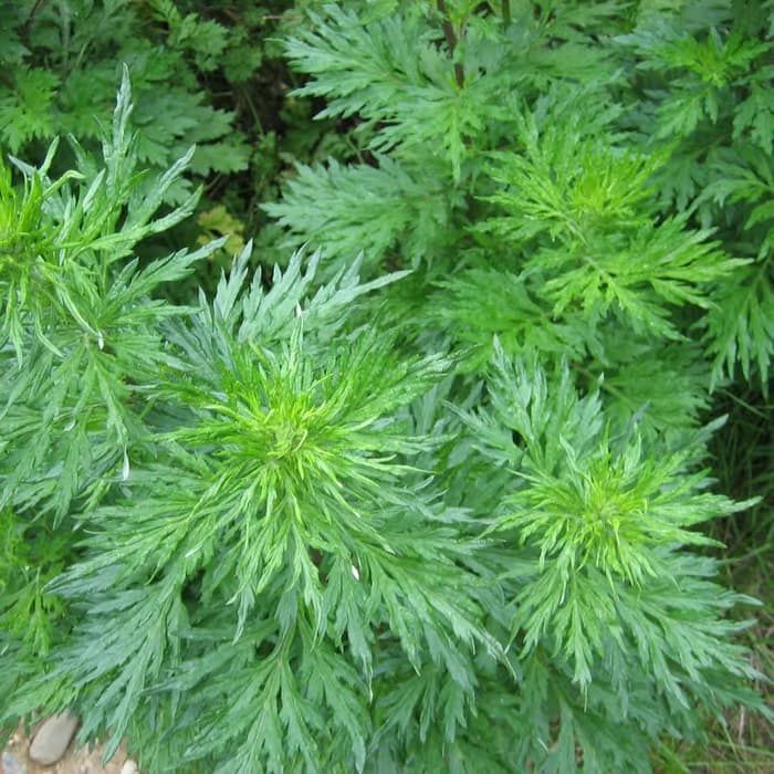 Artemisa china (Moxa)