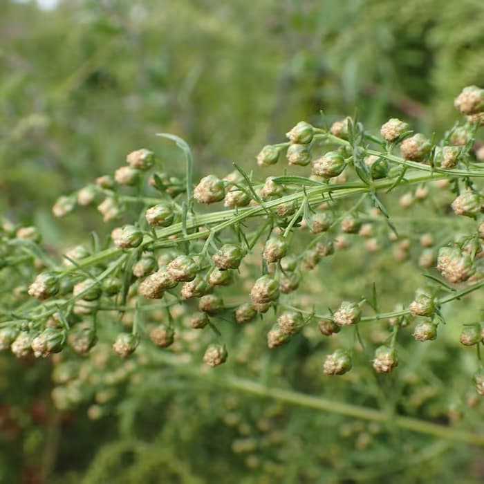 Artemisia (qing hao)