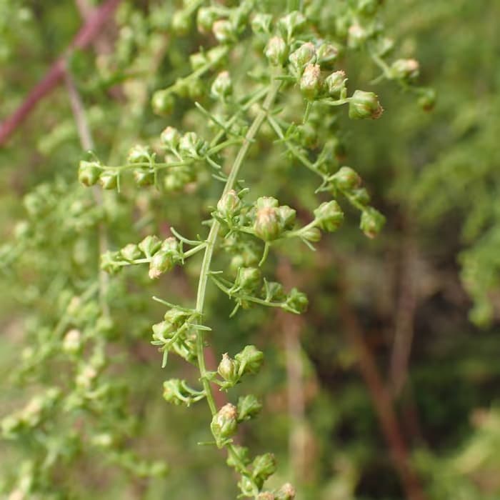 Artemisia (qing hao)