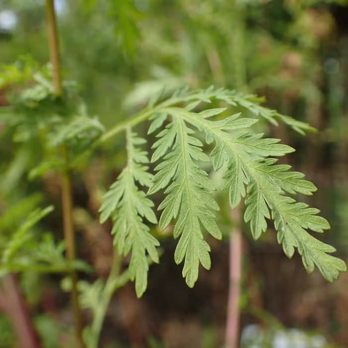 Artemisia (qing hao)