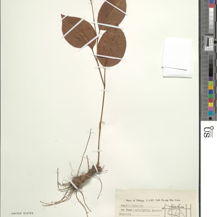 Atractylodes negra