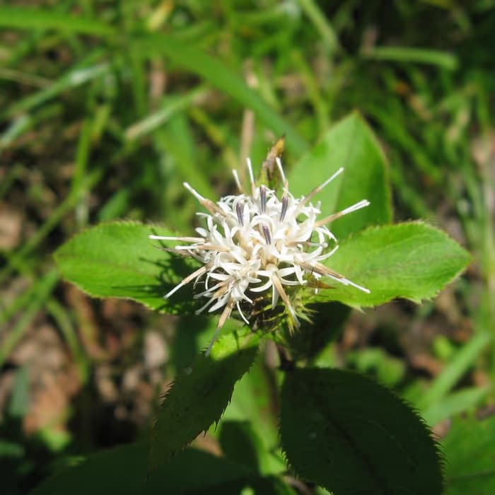 Atractylodes negra
