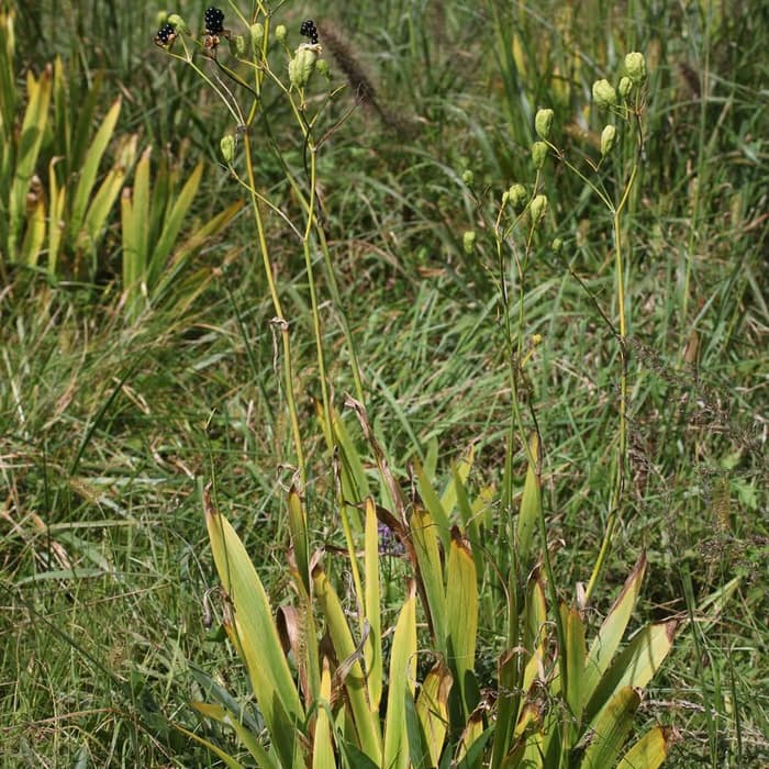 Belamcanda
