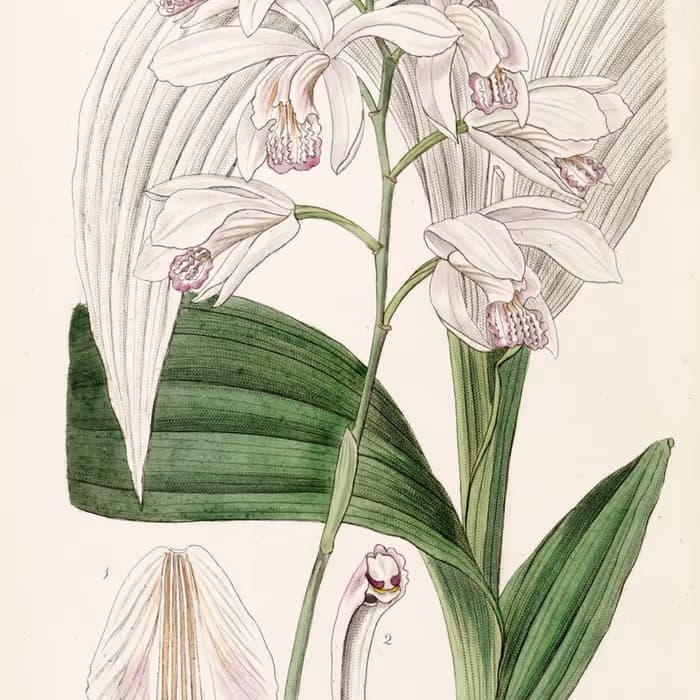 Bletilla