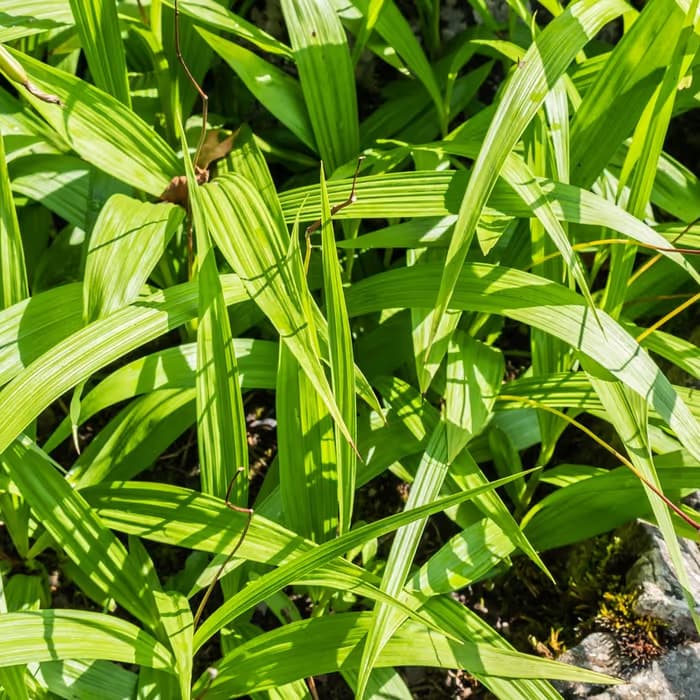 Bletilla