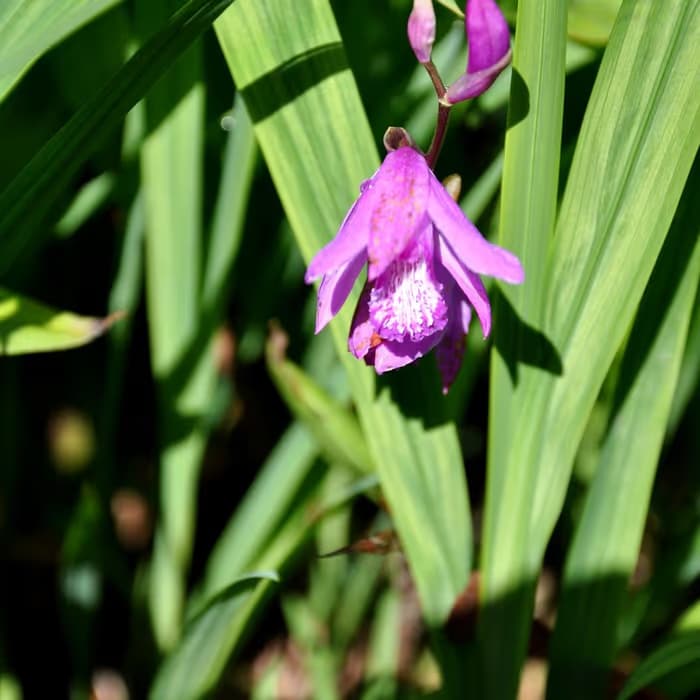 Bletilla
