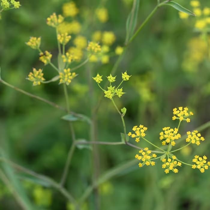 Bupleurum (chai hu)