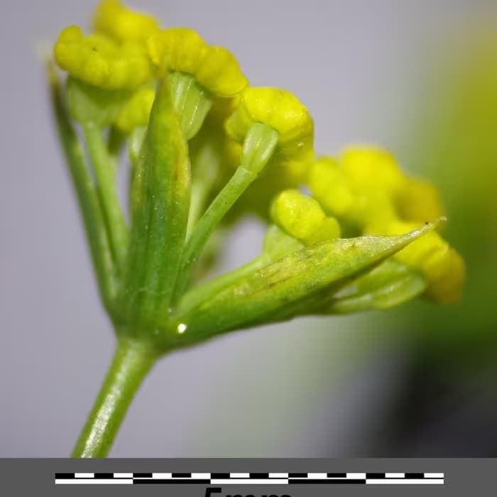 Bupleurum (chai hu)