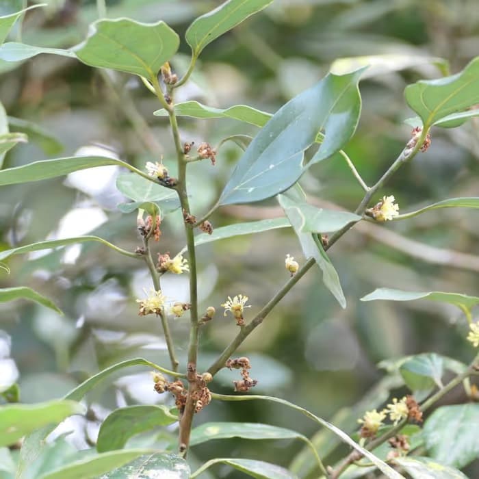 Canela de China