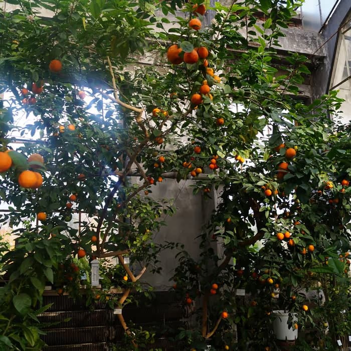 Cáscara verde de mandarina