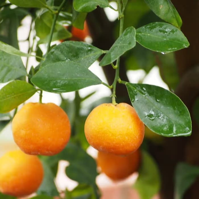 Cáscara verde de mandarina