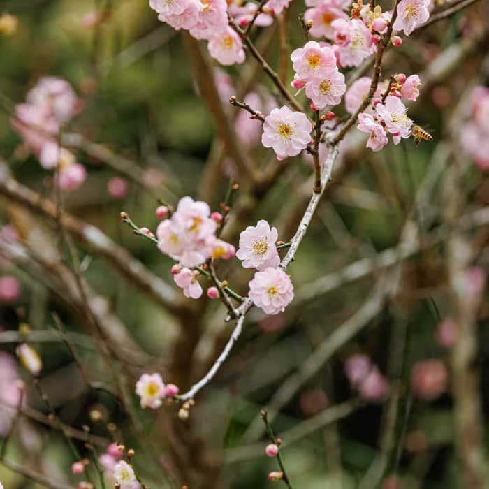 Ciruelo japonés (mume)