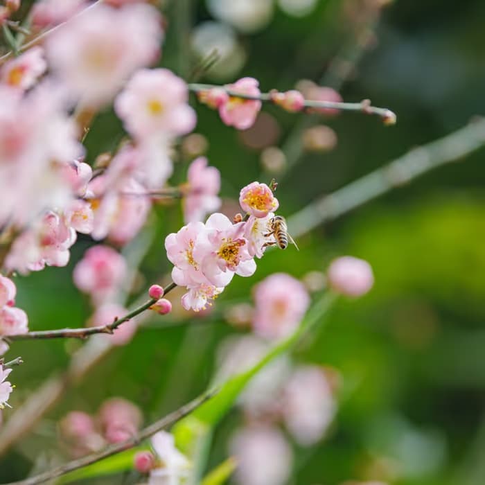 Ciruelo japonés (mume)