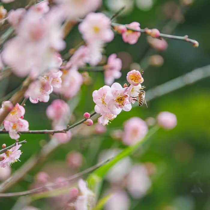 Ciruelo japonés (mume)