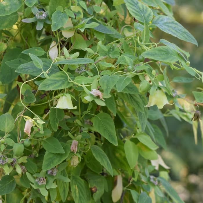 Codonopsis