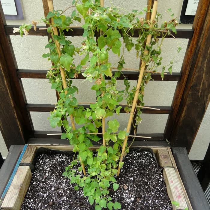 Codonopsis