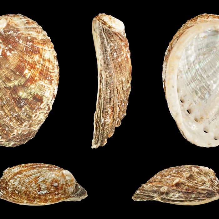 Concha de Haliotis (oreja de mar)