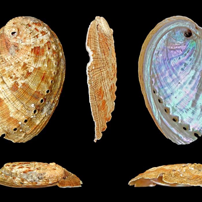 Concha de Haliotis (oreja de mar)
