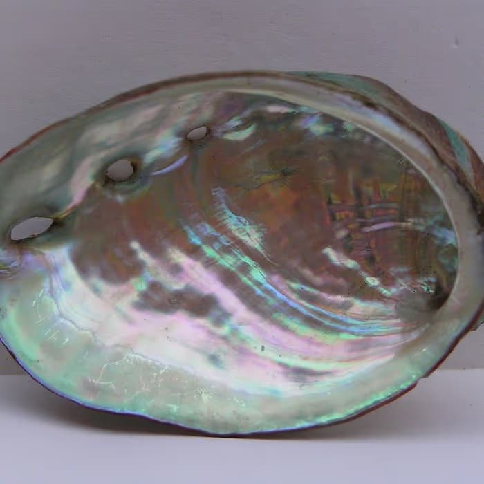 Concha de Haliotis (oreja de mar)