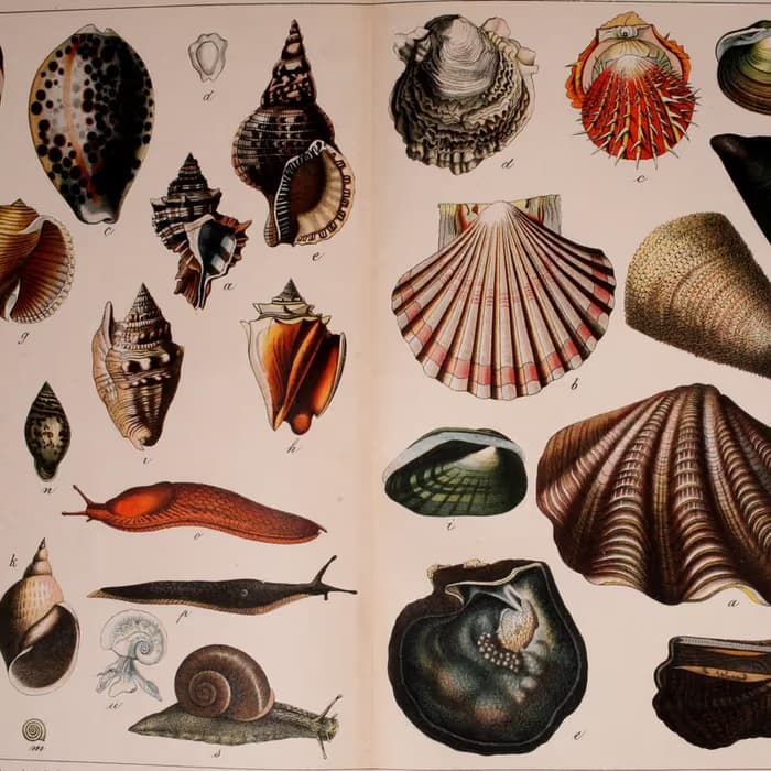 Concha de ostra