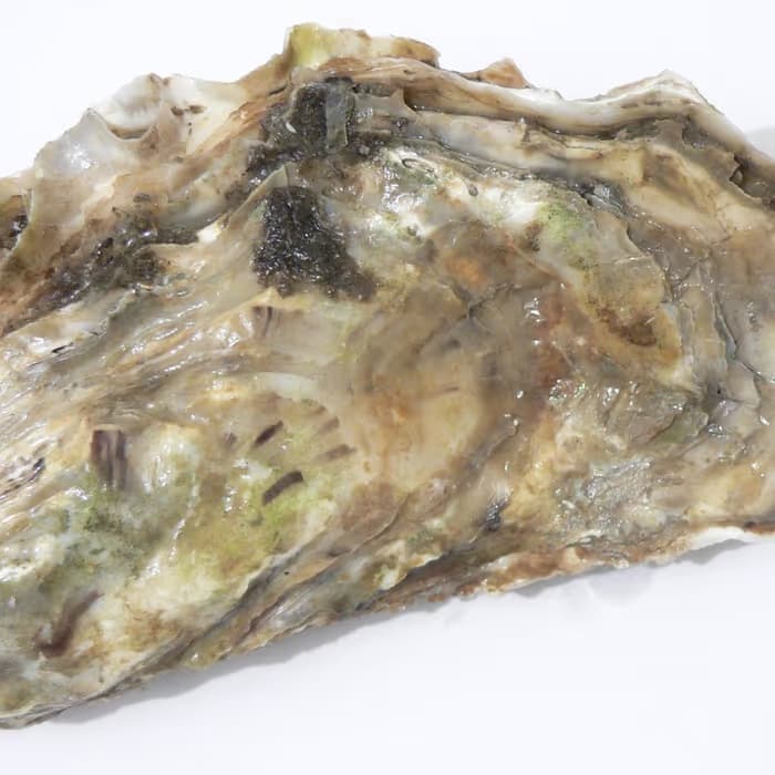 Concha de ostra