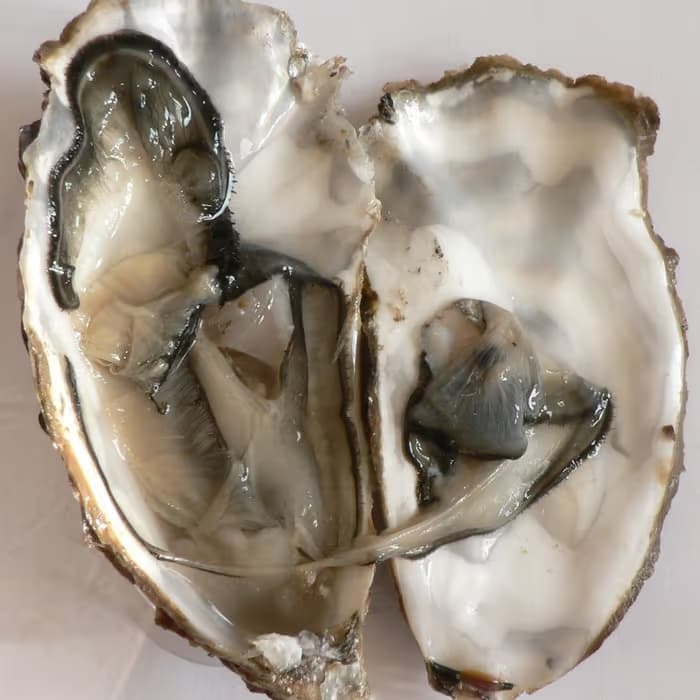 Concha de ostra
