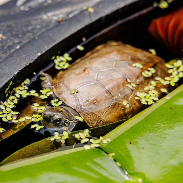 Concha de tortuga