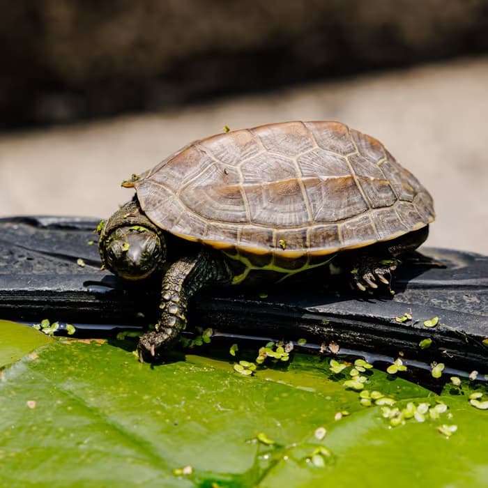 Concha de tortuga
