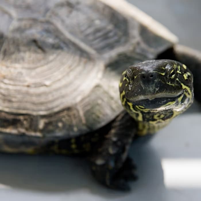 Concha de tortuga