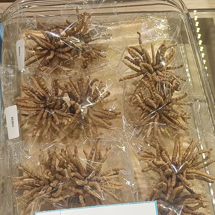 Cordyceps