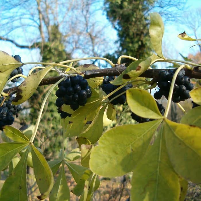 Corteza de Acanthopanax