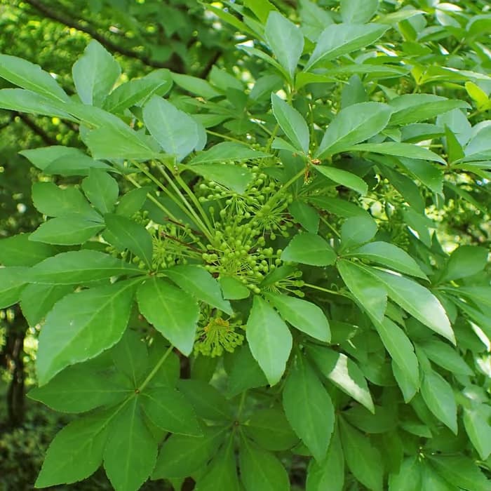 Corteza de Acanthopanax