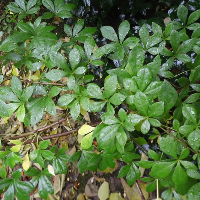 Corteza de Acanthopanax