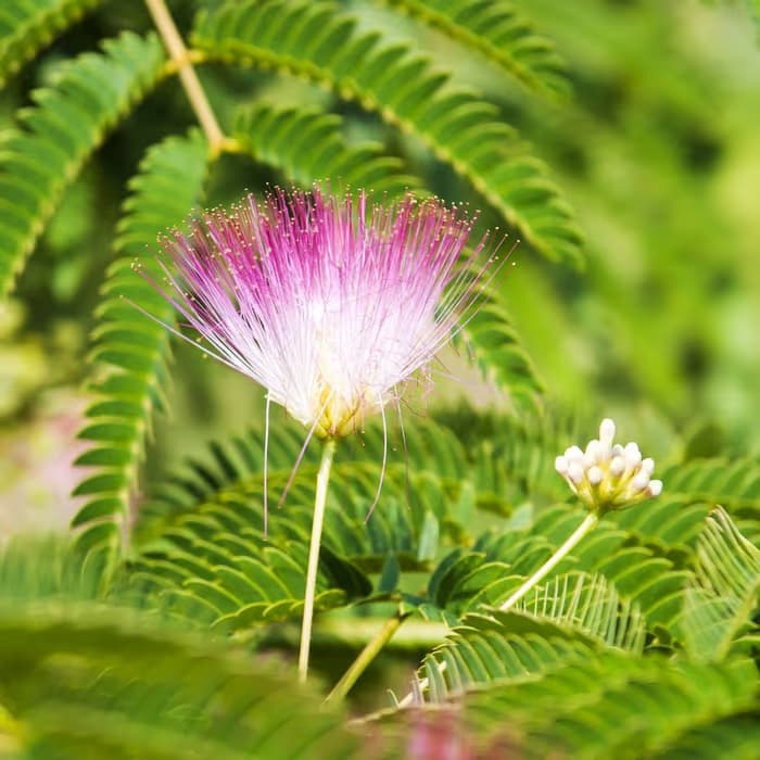 Corteza de árbol de seda (albizia)