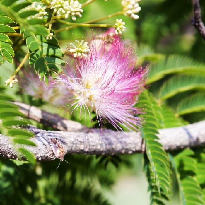 Corteza de árbol de seda (albizia)