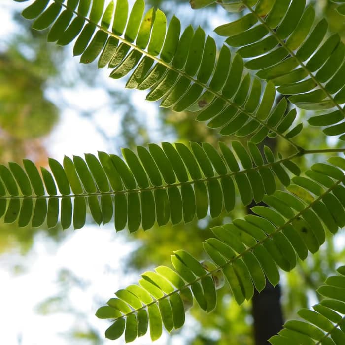 Corteza de árbol de seda (albizia)