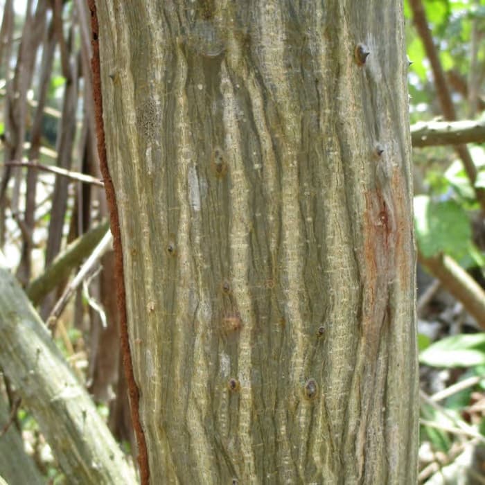 Corteza de Erythrina